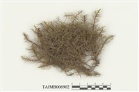 藏品(山羽苔)的圖片